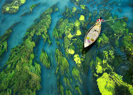 Aerial view of a boat navigating through vivid green river plants, creating a stunning contrast with the water's blue hues, Sirajganj, Rajshahi Division, Bangladesh.