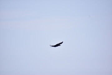 空を背景に飛んでいるカワウ