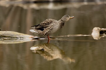 Fototapeta premium Duck walking on water with reflection.