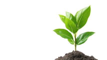 New Beginnings: A tender seedling, a symbol of growth and potential, emerges from fertile earth, symbolizing renewal and hope.