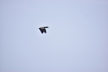 空を背景に飛んでいるカワウ