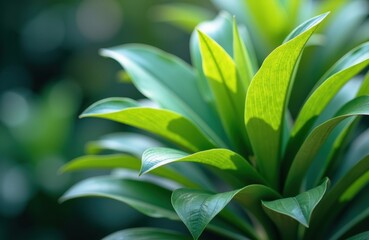 Lush green leaves of a tropical plant with vibrant foliage and natural sunlight
