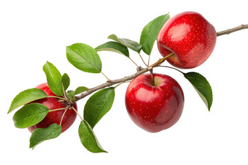 Three ripe red apples with green leaves on a branch isolated on transparent background