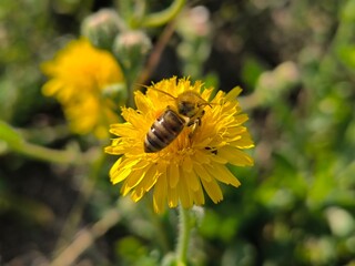 bee on flower