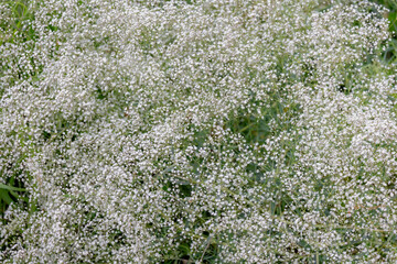 Selective focus of small and tiny white flowers Common baby's-breath in garden, Gypsophila...