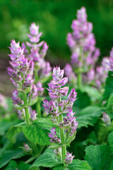 Fresh clary sage flowers with purple hues and green stems. Vertical crop.