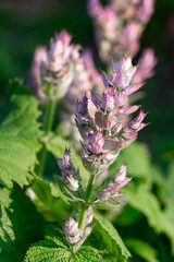 Elegant clary sage blooms with soft purple tones. Vertical crop.