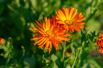 Lush calendula flowers blooming in nature. Close up.