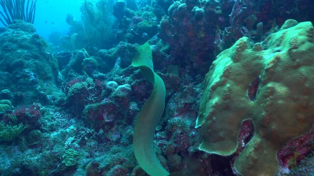 A green morray eel swims away from the camera, camera follows the eel over the reef, swimming by hard and soft colorful corals. The body of the eel ripples back and forth as it swims