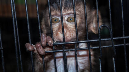 baby monkey in an iron cage