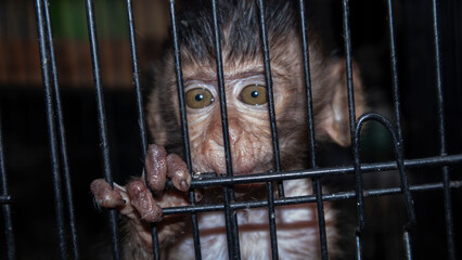baby monkey in an iron cage