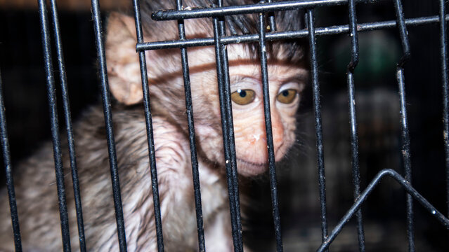 baby monkey in an iron cage