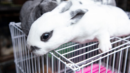 Obraz premium little rabbit on top of cage