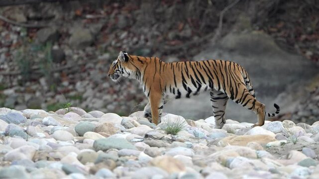 Royal Bengal tiger walking on the river