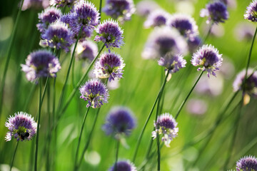 Blooming plant Allium