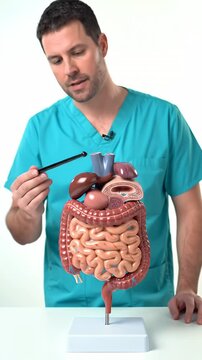 Anatomy Lesson of Digestive System by a Person in Blue Scrubs Explaining with Model on White Table Against a White Background