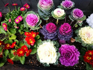 Colorful ornamental cabbages and garden flowers planted in decorative landscape bed 
