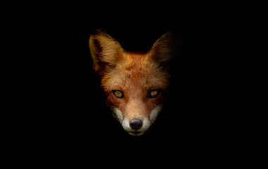 Red Fox Portrait with Intense Gaze on Black Background