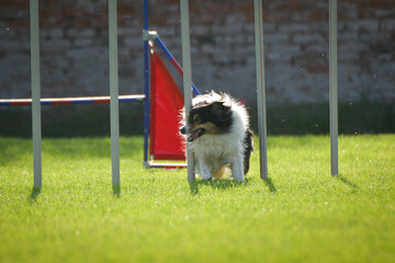 Dog is running slalom on his agility training on agility summer camp czech agility slalom.	