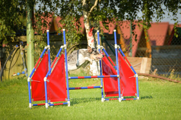 Dog is jumping over the hurdles. Amazing day on czech agility competition.