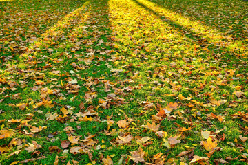 Golden Autumn Maple Leaves on Green Grass