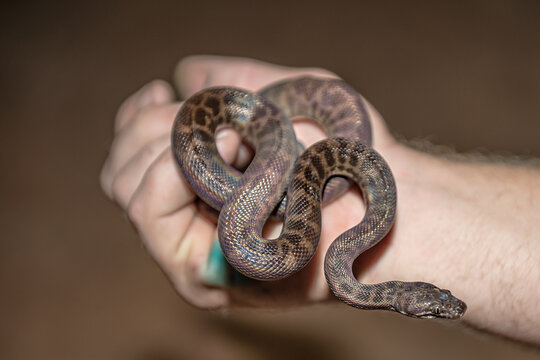 Baby python in hand
