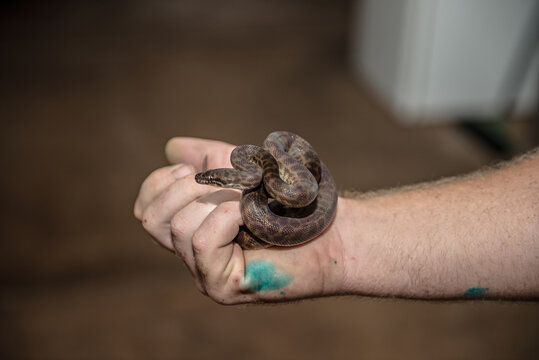 Coiled wild baby python