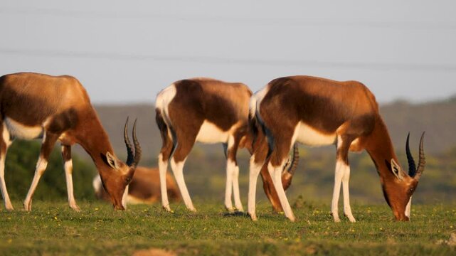 Bontebok antelopes grazing on short grass 4k video.