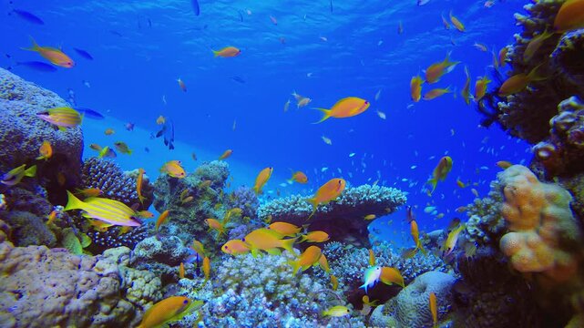 Colourful Coral Reef Scene. Underwater sea fish. Tropical fish reef marine. Colourful underwater seascape. Reef coral scene. Coral garden seascape. Colourful tropical coral reefs.