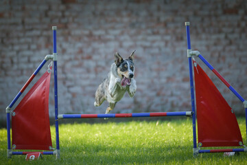 Dog is jumping over the hurdles. Amazing day on czech agility competition.
