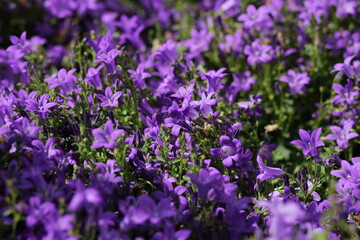 purple flowers in the field