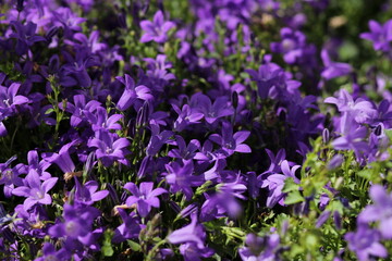 purple flowers in the field
