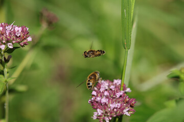 Fototapeta premium Eristalis nemorum Eristalis nemorum in its natural element 