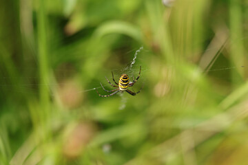 Argiope frelon --- Argiope fasciée (Argiope bruennichi)
Argiope bruennichi in its natural element
