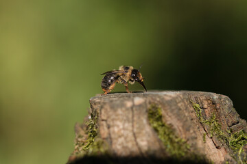 Anthophore fourchue (Anthophora furcata)
Anthophora furcata in its natural element
