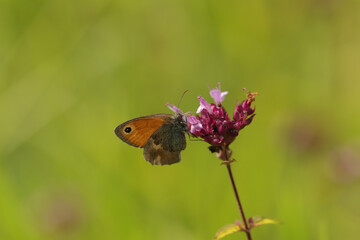 Amaryllis (Pyronia tithonus)
Pyronia tithonus on an unidentified flower or plant
