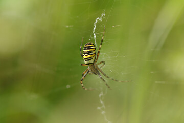 Argiope frelon --- Argiope fasciée (Argiope bruennichi)
Argiope bruennichi in its natural element
