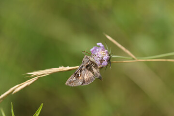 Gamma --- Lambda (Autographa gamma)
Autographa gamma in its natural element
