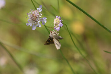 Gamma --- Lambda (Autographa gamma)
Autographa gamma in its natural element
