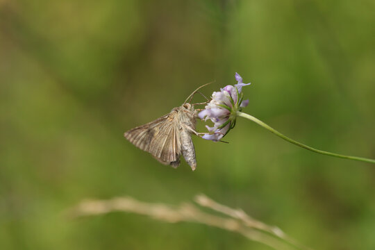 Gamma --- Lambda (Autographa gamma)
Autographa gamma in its natural element
