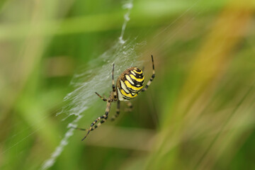 Argiope frelon --- Argiope fasciée (Argiope bruennichi)
Argiope bruennichi in its natural element
