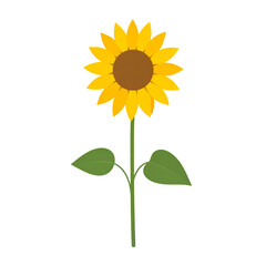 Illustration of a single sunflower with yellow petals isolated on transparent background, brown center, green stem and leaves, isolated on a white background. Nature-themed clipart.