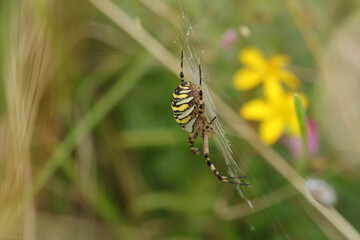 Argiope frelon --- Argiope fasciée (Argiope bruennichi)
Argiope bruennichi in its natural element
