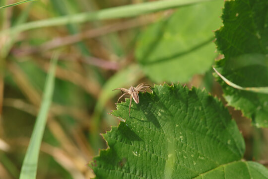 Pisaure admirable (Pisaura mirabilis)
Pisaura mirabilis in its natural element
