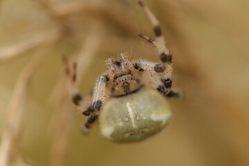 Epeire carrée --- Epeire à quatre points (Araneus quadratus)
Araneus quadratus in its natural element
