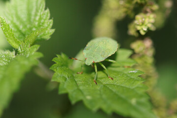 Punaise verte --- Punaise verte des bois (Palomena prasina)
Palomena prasina on an unidentified flower or plant
