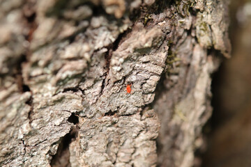 Araignée rouge (Trombidiidae indet.)
Trombidiidae indet. in its natural element
