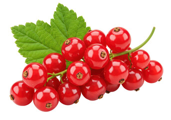 Isolated Bunch of Ripe Red Currants with Green Leaves