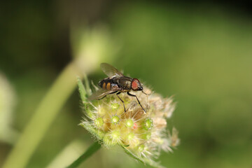 Stomorhina lunata
Stomorhina lunata on an unidentified flower or plant
