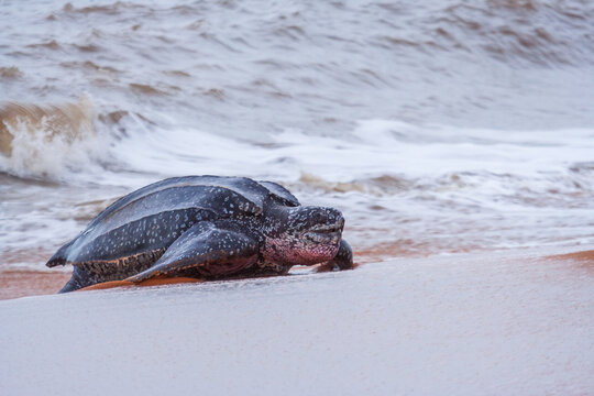Leatherback sea turtle (Dermochelys coriacea) emerging from the Atlantic Ocean onto a sandy beach during nesting season in French Guiana.